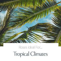 Tropical Climates